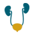 Bladder Cancer