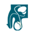 Penile Cancer